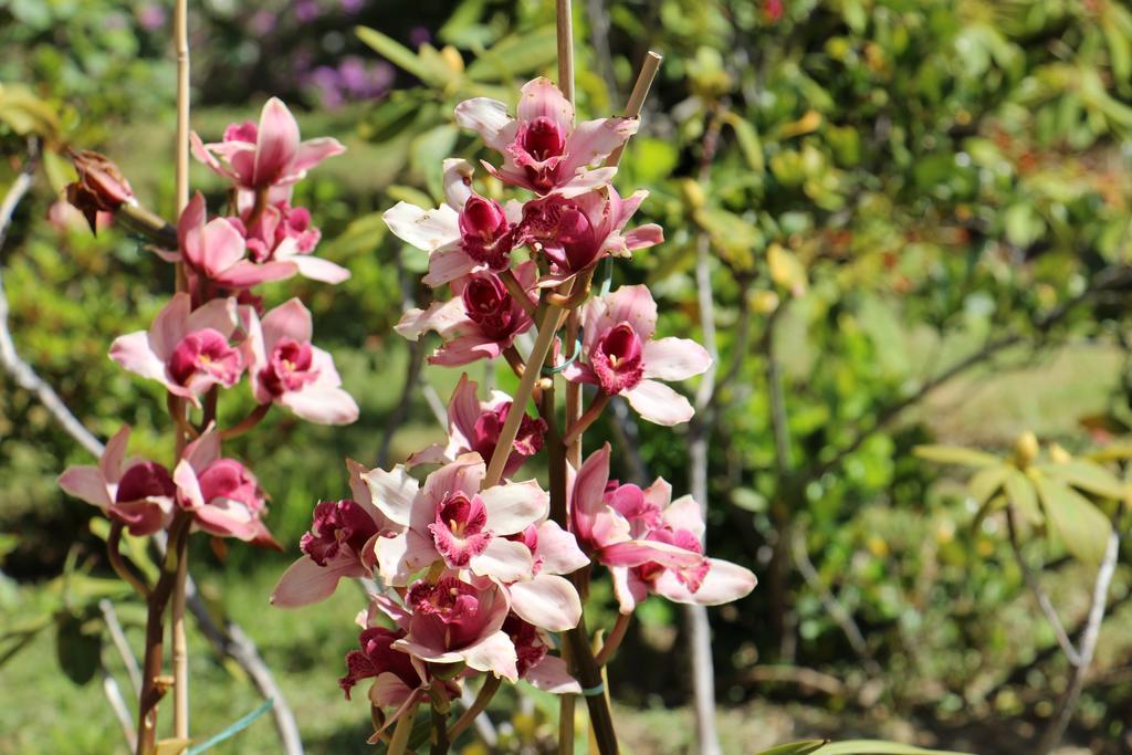 B&B Villa Orchidea Camogli Exterior foto